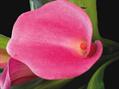 Zantedeschia rehmannii